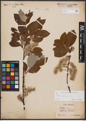 Foto von Salix caprea L.